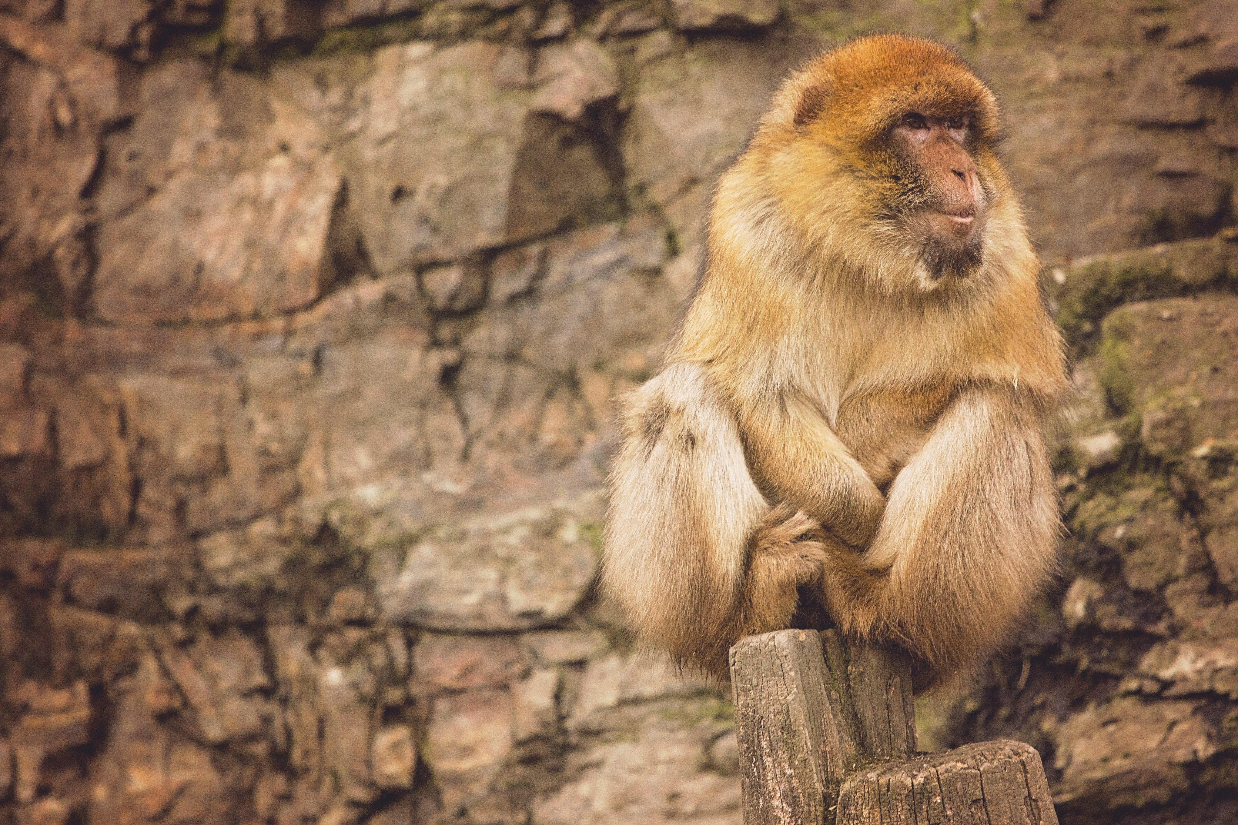 brown baboon sitting on rock formation at daytime